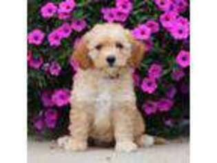 Goldendoodle Puppy for sale in Rock Valley, IA, USA