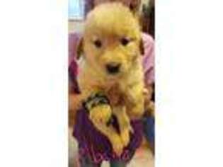 Golden Retriever Puppy for sale in Kerman, CA, USA