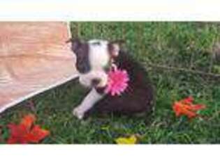 Boston Terrier Puppy for sale in Ivanhoe, CA, USA