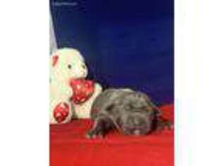 Cane Corso Puppy for sale in Crosby, TX, USA