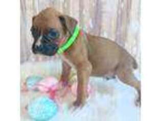 Boxer Puppy for sale in Dora, MO, USA