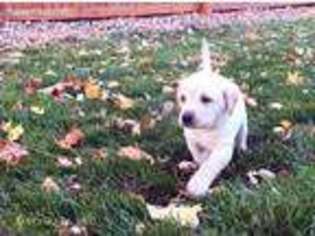 Labrador Retriever Puppy for sale in Westminster, CO, USA