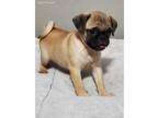 Pug Puppy for sale in Juneau, WI, USA