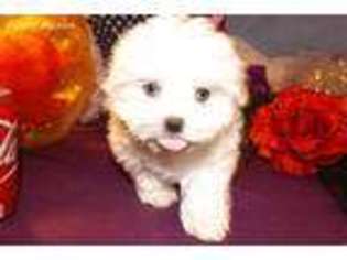 Maltese Puppy for sale in Magee, MS, USA