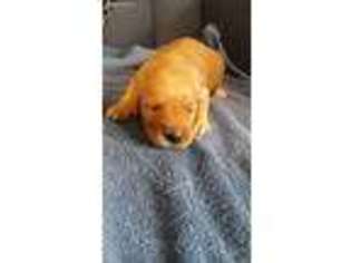 Golden Retriever Puppy for sale in Oxford, NE, USA