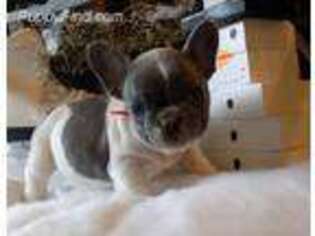 French Bulldog Puppy for sale in New Bethlehem, PA, USA