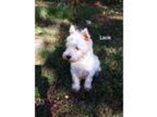 West Highland White Terrier Puppy for sale in Cord, AR, USA