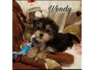 Yorkshire Terrier Puppy for sale in Glade Hill, VA, USA