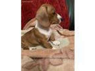 Dachshund Puppy for sale in Brooklyn, NY, USA