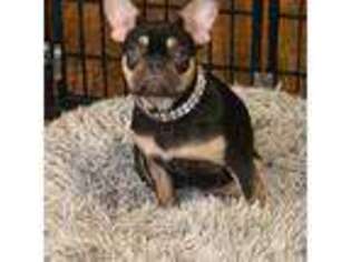 French Bulldog Puppy for sale in Mulino, OR, USA