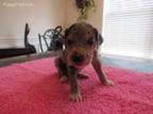 Great Dane Puppy for sale in Prairieville, LA, USA