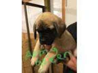 Mastiff Puppy for sale in Guthrie, OK, USA