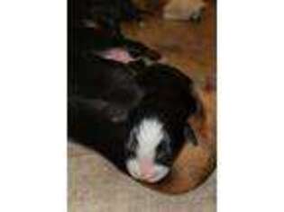 Bernese Mountain Dog Puppy for sale in Toledo, OH, USA