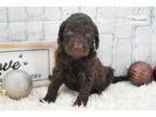 Labradoodle Puppy for sale in Kirksville, MO, USA