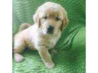 Golden Retriever Puppy for sale in Zion Grove, PA, USA