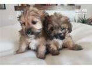 Shih-Poo Puppy for sale in Madison, WI, USA