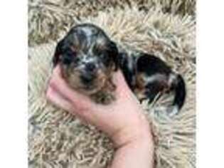 Dachshund Puppy for sale in Cabot, AR, USA