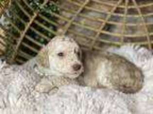 Goldendoodle Puppy for sale in Rimrock, AZ, USA