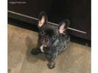 French Bulldog Puppy for sale in Auburn, GA, USA