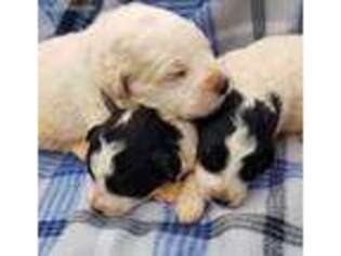 Great Pyrenees Puppy for sale in Appomattox, VA, USA
