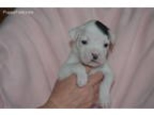 Boxer Puppy for sale in Wooster, OH, USA