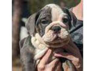 Bulldog Puppy for sale in Ruidoso, NM, USA