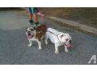 Bulldog Puppy for sale in PAYSON, IL, USA