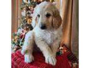 Goldendoodle Puppy for sale in Apple Valley, CA, USA
