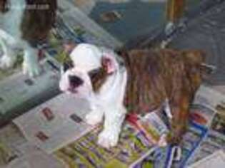 Bulldog Puppy for sale in Newville, PA, USA
