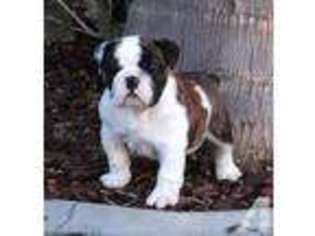 Bulldog Puppy for sale in BEVERLY HILLS, CA, USA