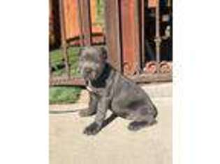 Cane Corso Puppy for sale in Ontario, CA, USA