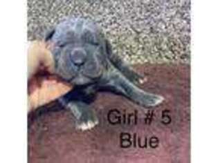 Cane Corso Puppy for sale in Salina, UT, USA