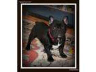 French Bulldog Puppy for sale in Eagle Rock, VA, USA
