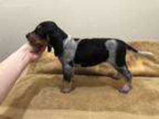 Bluetick Coonhound Puppy for sale in Ragland, AL, USA