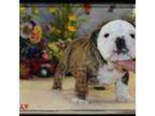 Bulldog Puppy for sale in Marietta, OK, USA