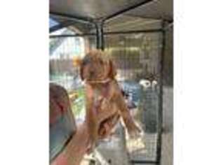 Vizsla Puppy for sale in Carlton, OR, USA