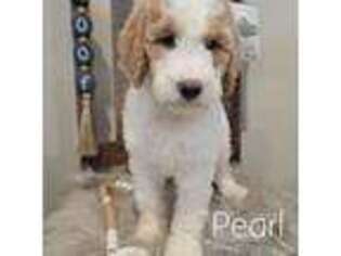 Goldendoodle Puppy for sale in Swartz Creek, MI, USA