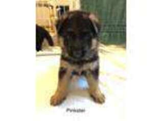 German Shepherd Dog Puppy for sale in Nowthen, MN, USA