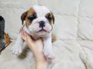 Bulldog Puppy for sale in Edgewater, NJ, USA