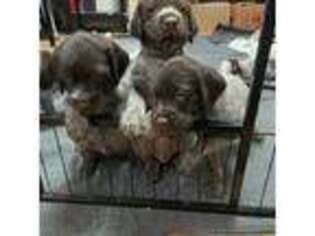 Wirehaired Pointing Griffon Puppy for sale in Colorado Springs, CO, USA
