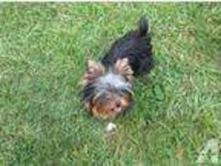 Yorkshire Terrier Puppy for sale in FENTON, MO, USA