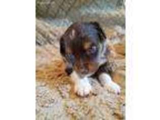 Miniature Australian Shepherd Puppy for sale in Arrington, TN, USA