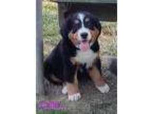 Bernese Mountain Dog Puppy for sale in Circleville, OH, USA