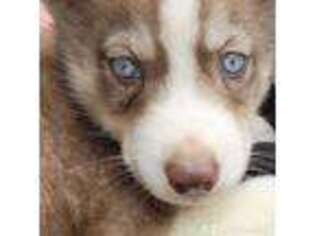 Siberian Husky Puppy for sale in Franklinville, NJ, USA