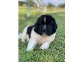 Newfoundland Puppy for sale in Wister, OK, USA