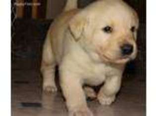 Labrador Retriever Puppy for sale in Ainsworth, NE, USA