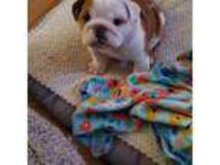 Bulldog Puppy for sale in Stevensville, MD, USA