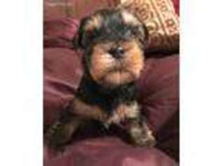 Yorkshire Terrier Puppy for sale in Florence, SC, USA