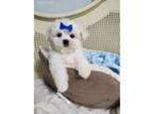Maltese Puppy for sale in Deming, WA, USA