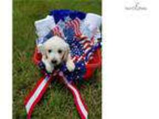 Golden Retriever Puppy for sale in Gainesville, FL, USA